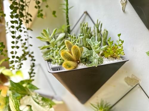 LaLaGreen Wall Planters for Indoor Plants - Image 9