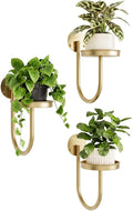 Bamworld Wall Plant Holder Wall Planters by Bamworld