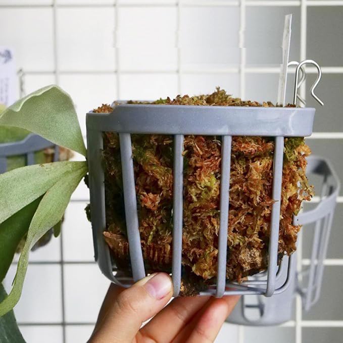 Staghorn Fern Mount Wall Planter Basket Vertical Orchid Hanging Planter - Image 7