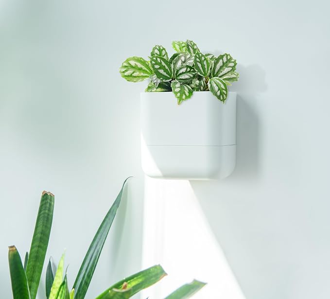 Phoenix Vine 6.5 Inch Wall Mounted Self-Watering Planter Pot - Image 7