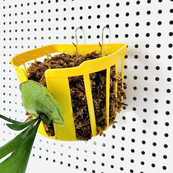 Staghorn Fern Mount Wall Planter Basket Vertical Orchid Hanging Planter - Image 8