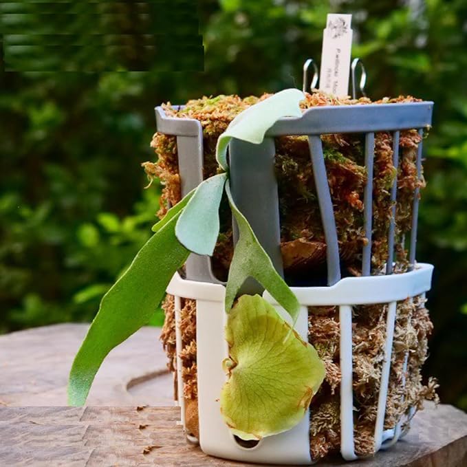 Staghorn Fern Mount Wall Planter Basket Vertical Orchid Hanging Planter - Image 2