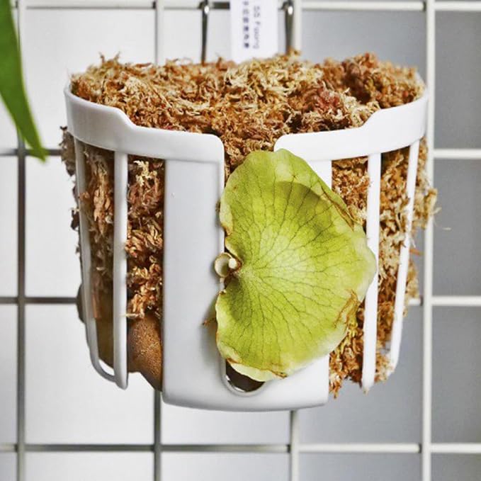 Staghorn Fern Mount Wall Planter Basket Vertical Orchid Hanging Planter - Image 6