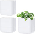 Phoenix Vine 6.5 Inch Wall Mounted Self-Watering Planter Pot by Phoenix+Vine