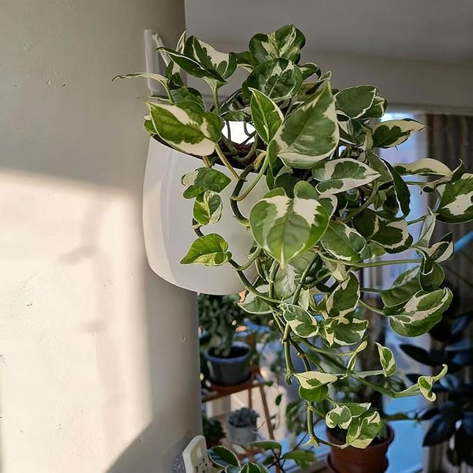 3 Pack Self Watering Wall Hanging Planter Pots Vertical Garden Window Hang - Image 3