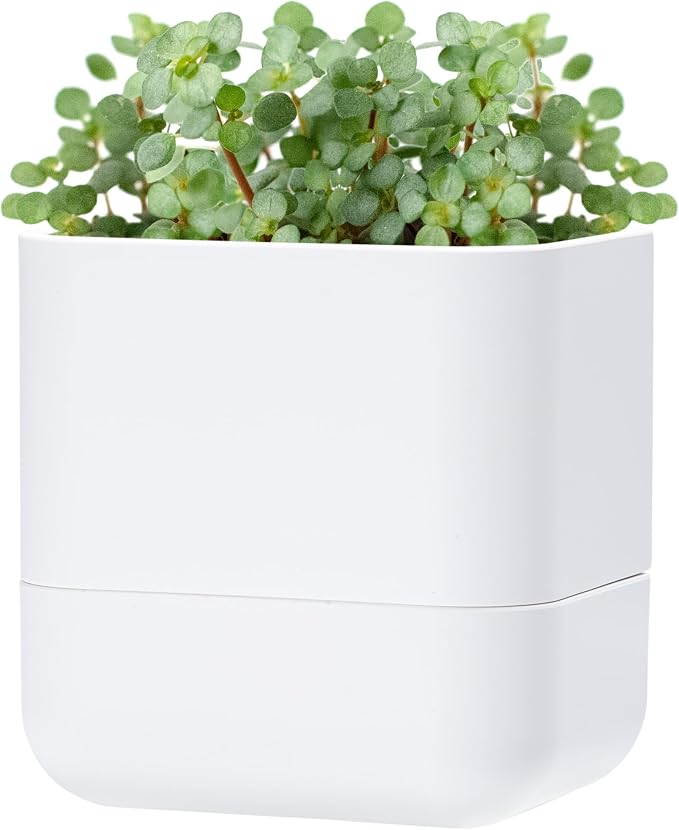 Phoenix Vine 6.5 Inch Wall Mounted Self-Watering Planter Pot by Phoenix+Vine