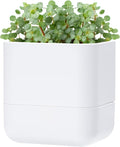 Phoenix Vine 6.5 Inch Wall Mounted Self-Watering Planter Pot by Phoenix+Vine