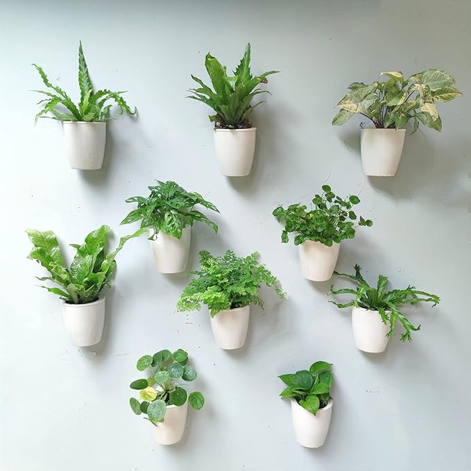 LaLaGreen Wall Mounted Planters by L%C3%A1L%C3%A1Green