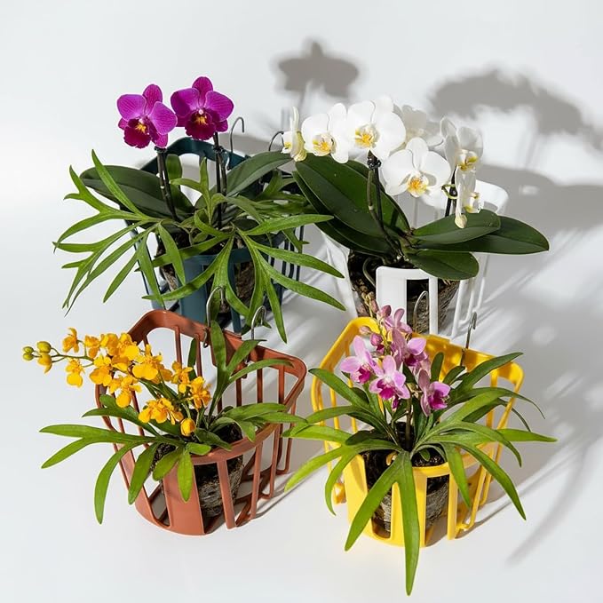 Staghorn Fern Mount Wall Planter Basket Vertical Orchid Hanging Planter by Unknown