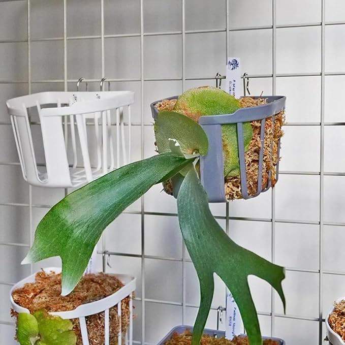 Staghorn Fern Mount Wall Planter Basket Vertical Orchid Hanging Planter - Image 9