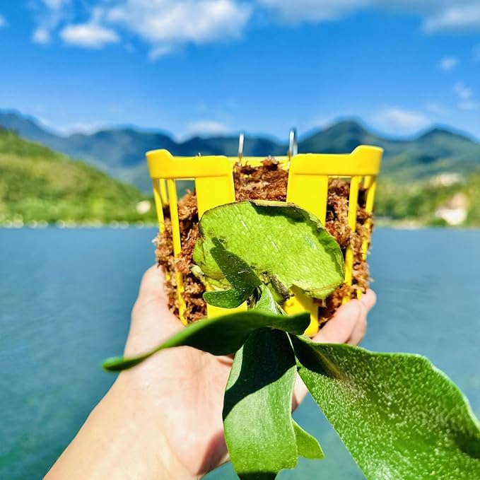 Staghorn Fern Mount Wall Planter Basket Vertical Orchid Hanging Planter - Image 5