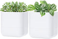 Phoenix Vine 6.5 Inch Wall Mounted Self-Watering Planter Pot by Phoenix+Vine