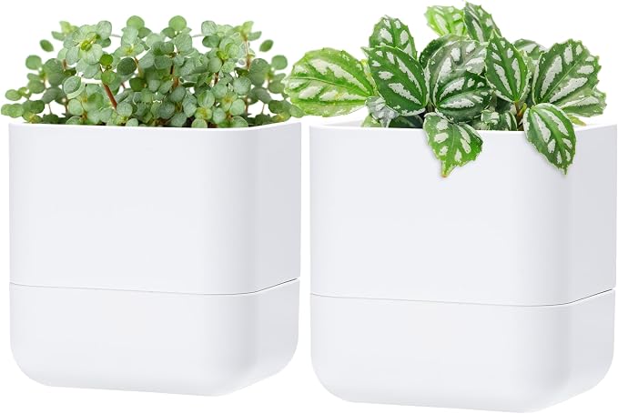 Phoenix Vine 6.5 Inch Wall Mounted Self-Watering Planter Pot by Phoenix+Vine