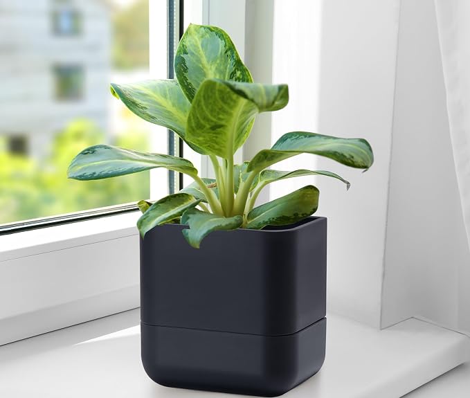 Phoenix Vine 6.5 Inch Wall Mounted Self-Watering Planter Pot - Image 9