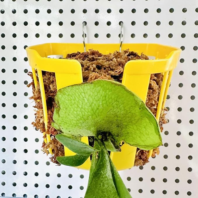 Staghorn Fern Mount Wall Planter Basket Vertical Orchid Hanging Planter - Image 11