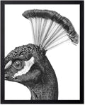 Poster Master Vintage Peacock Poster by PosterMaster