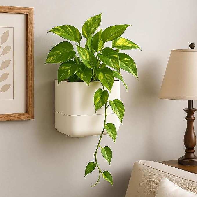 Phoenix Vine 6.5 Inch Wall Mounted Self-Watering Planter Pot - Image 4
