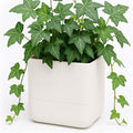 Phoenix Vine 6.5 Inch Wall Mounted Self-Watering Planter Pot by Phoenix+Vine