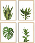 HAUS AND HUES Plant Wall Art by HausandHuesArtPrints