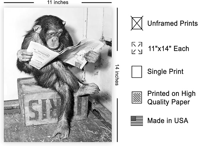 Poster Master Chimpanzee Poster - Image 2