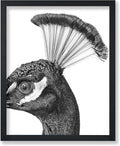 Poster Master Vintage Peacock Poster by PosterMaster