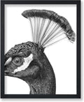 Poster Master Vintage Peacock Poster by PosterMaster