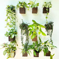 LaLaGreen Indoor Planter Box for Plants Small Square Wooden Wall Mounted by L%C3%A1L%C3%A1Green